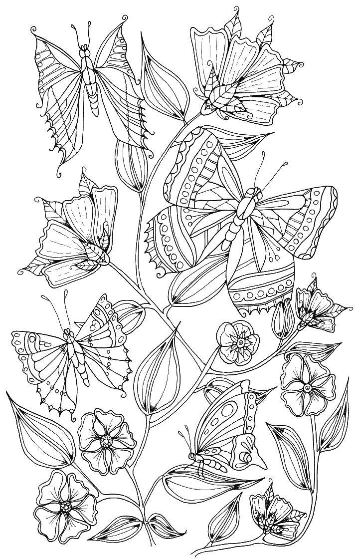 Название: Раскраска Множество красивых бабочек. Категория: раскраски для взрослых. Теги: бабочки, крылья, антистресс.