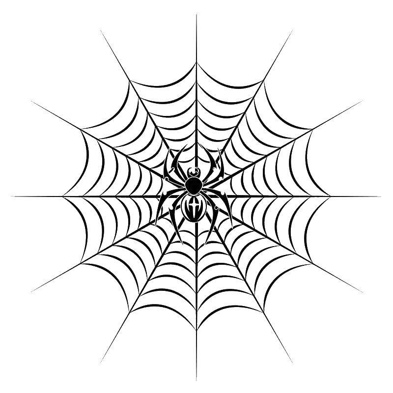 Название: Раскраска Паук сидит на паутине. Категория: Контур паук. Теги: паук, паутина.