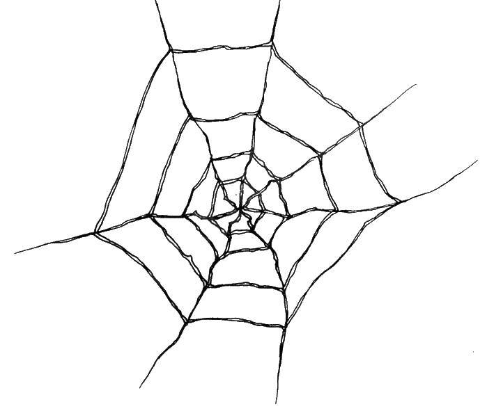 Название: Раскраска Паутина паука. Категория: пауки. Теги: паутина.