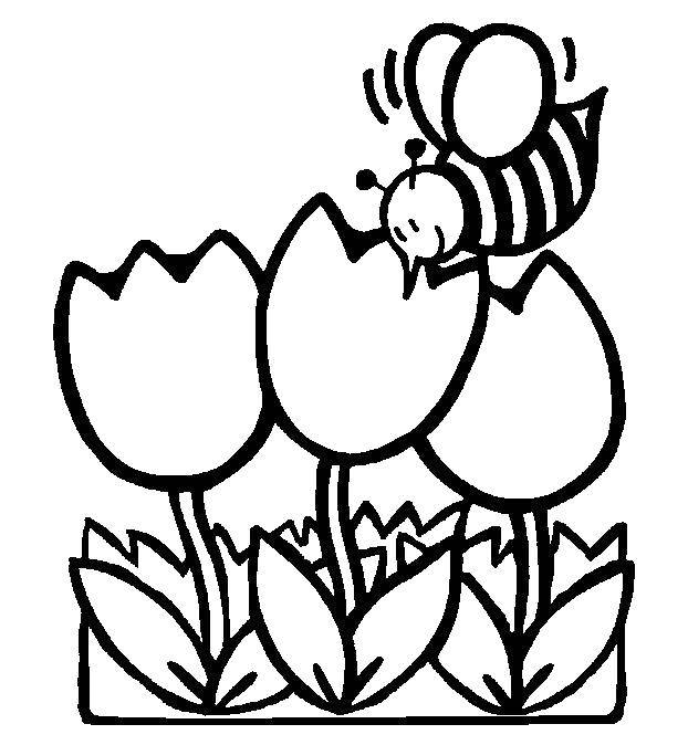 Название: Раскраска Пчелка и тюльпаны. Категория: пчела. Теги: пчелка, цветы, тюльпаны.