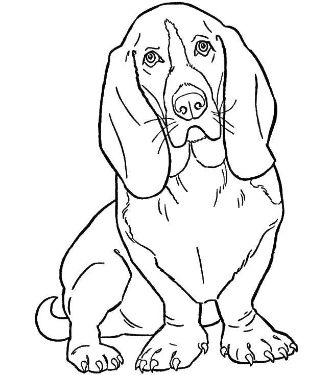 Coloring Dog. Category Animals. Tags:  animals, dog, cable and dog.