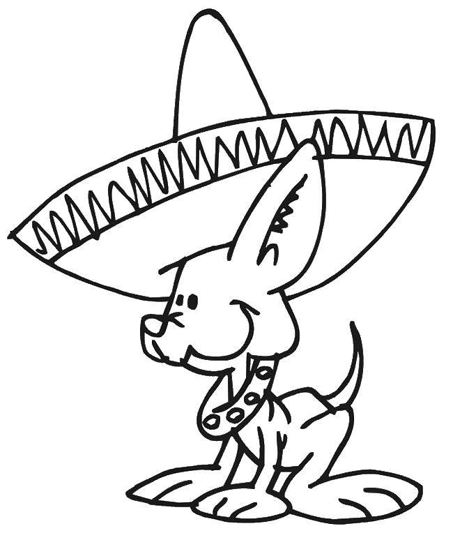 Название: Раскраска Песик в мексиканской шляпе. Категория: Животные. Теги: животные, собака, щенок, пес.