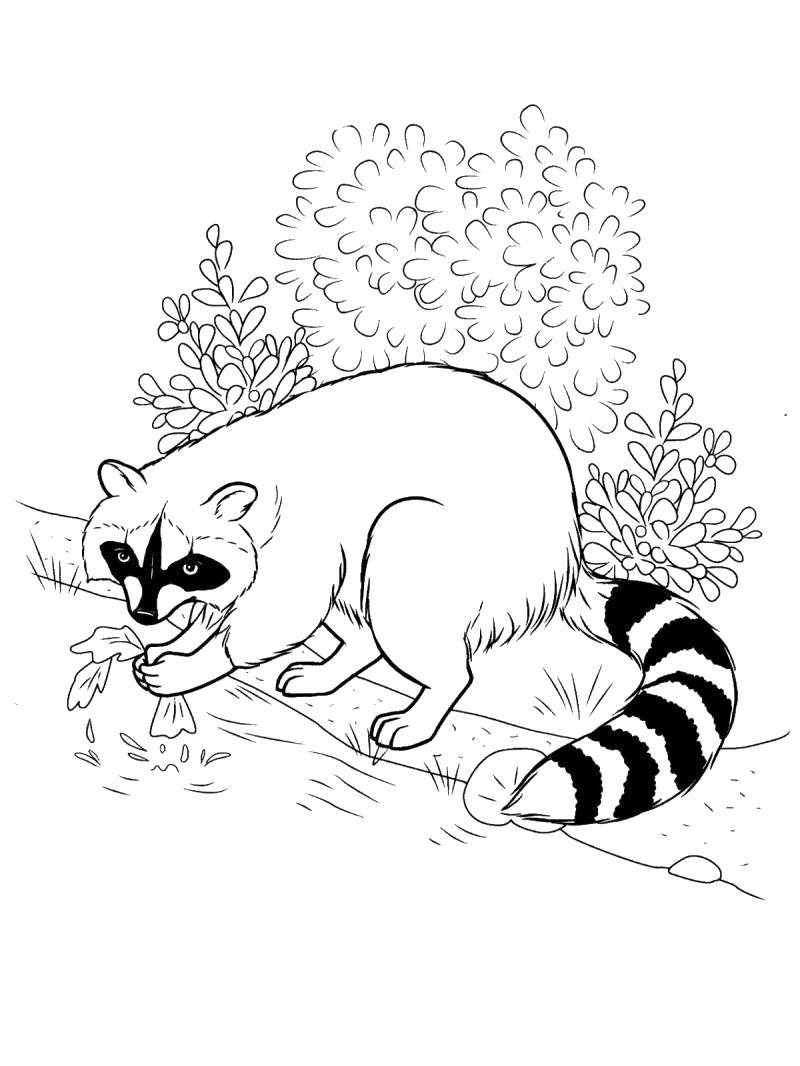 Coloring Pinstripes. Category Animals. Tags:  Animals, raccoon.