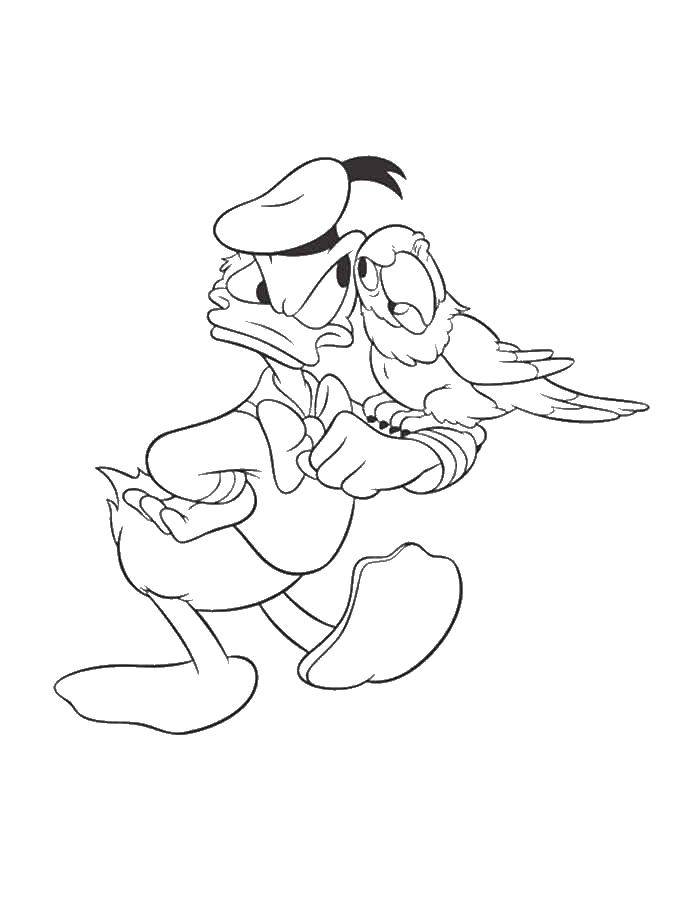 Coloring Parrot and Donald duck. Category Disney cartoons. Tags:  Disney, Donald Duck, parrot.