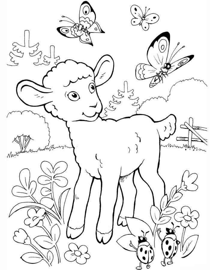 Название: Раскраска Рисунок барашка на  поляне. Категория: домашние животные. Теги: баран.