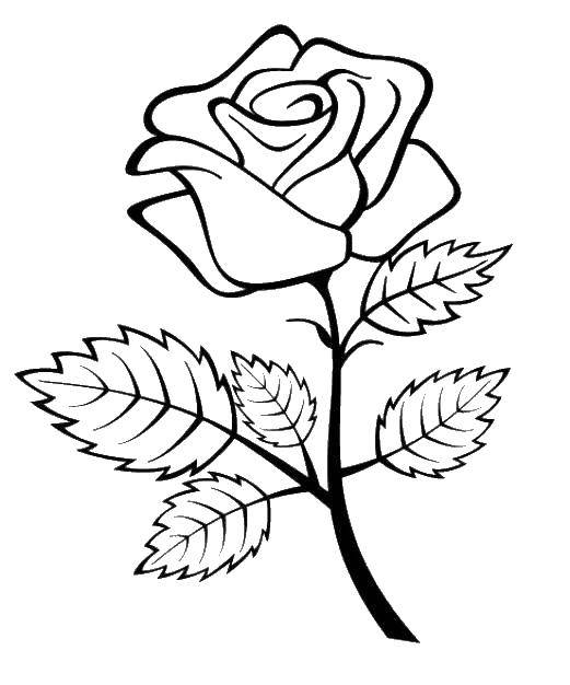 Название: Раскраска Роза. Категория: цветы. Теги: розы.