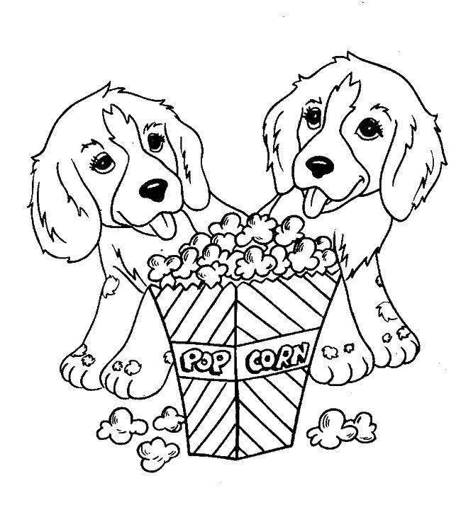 Coloring Puppies with popcorn. Category the contours of the dog. Tags:  puppies, dogs.
