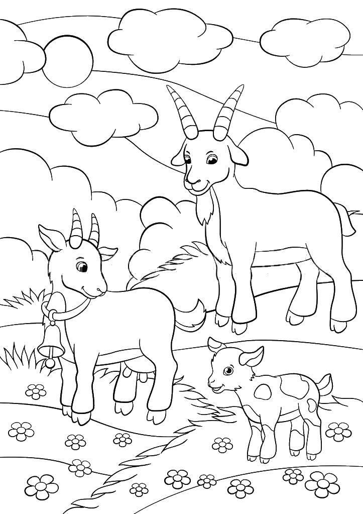 Название: Раскраска Семья коз. Категория: семья животных. Теги: семья, козы.