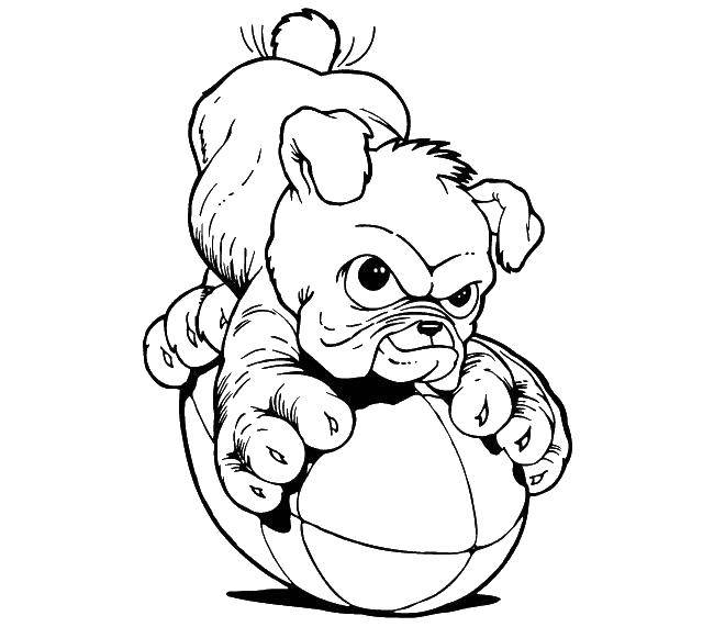Название: Раскраска Собака на мячике. Категория: контуры собаки. Теги: собака.