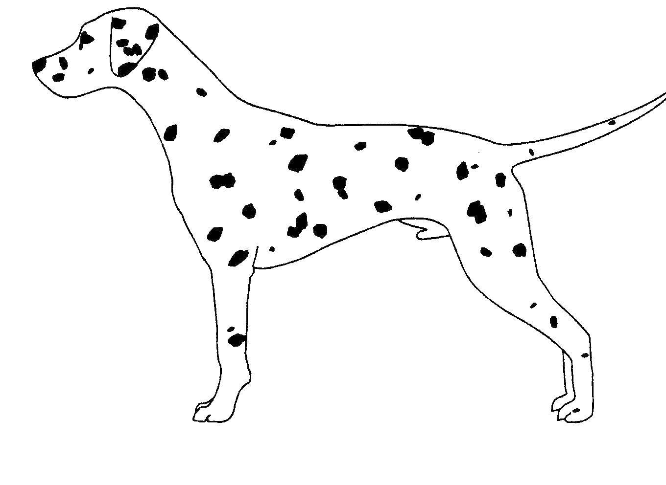 Coloring Slender Dalmatian. Category Animals. Tags:  Animals, dog.