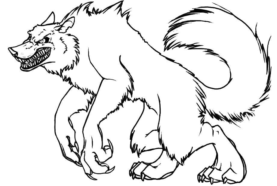 Coloring Fierce wolf. Category Animals. Tags:  animals, wolves.