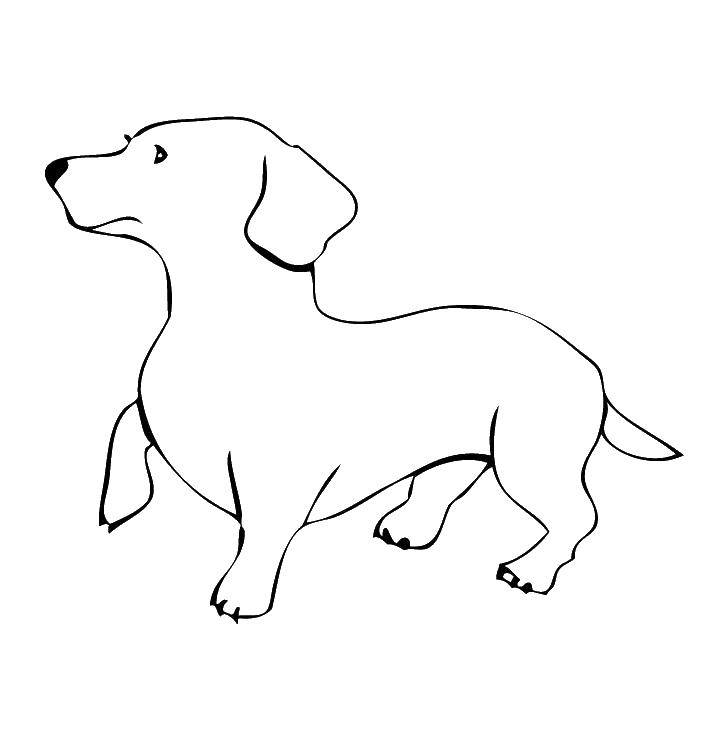 Coloring Dachshund. Category dogs. Tags:  animals, dog, puppy, dog.