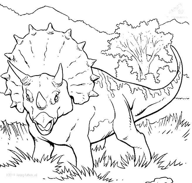 Название: Раскраска Трицератопс с большим воротом. Категория: парк юрского периода. Теги: Динозавры.