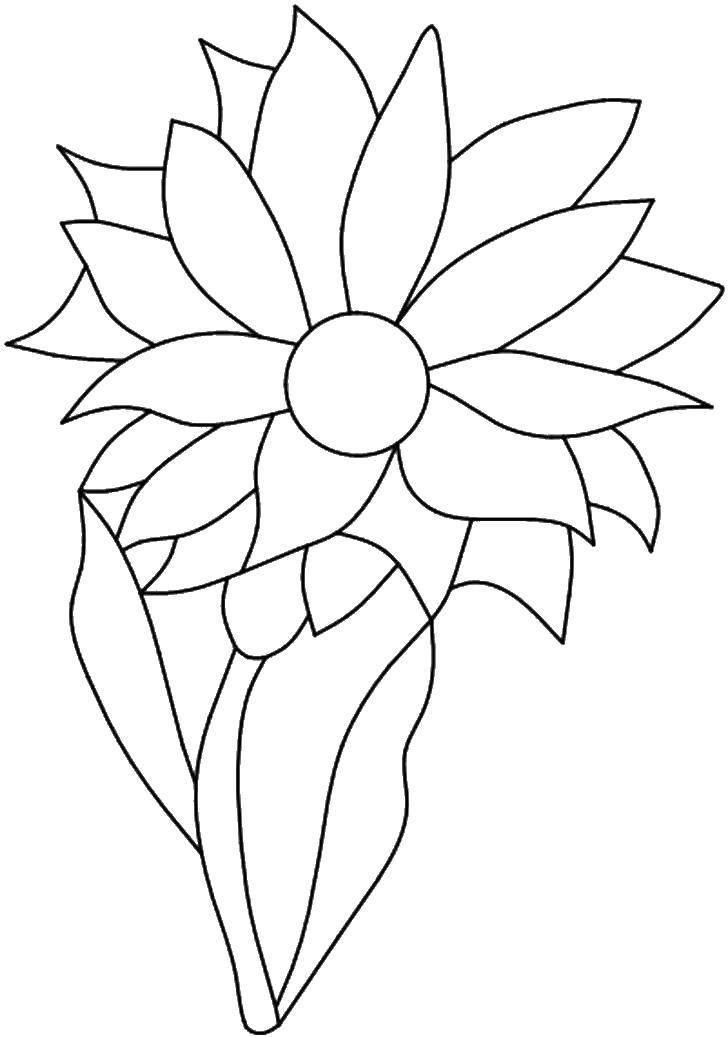 Coloring A flower with many petals. Category flowers. Tags:  flowers, petals.
