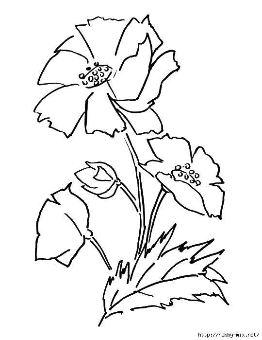 Coloring The flowers and stems. Category flowers. Tags:  flowers, plants, flower.
