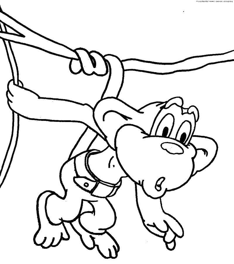 Coloring Hanging monkey. Category Cartoon character. Tags:  Cartoon character.