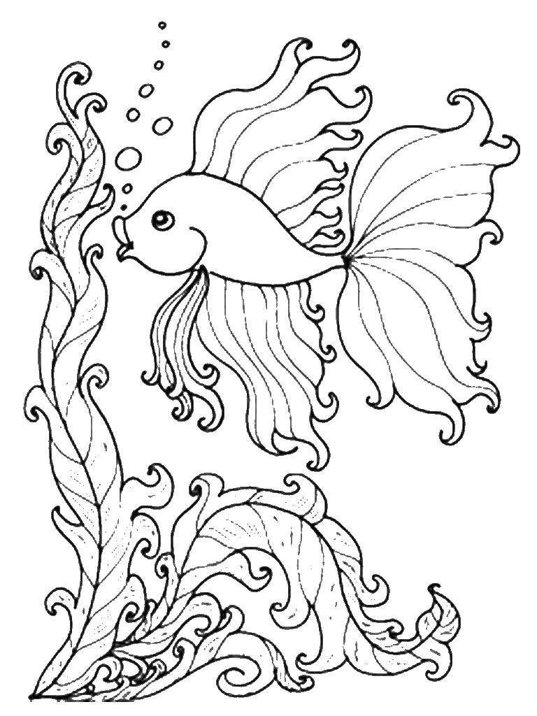Название: Раскраска Золотая рыбка в водрослях. Категория: рыбы. Теги: золотая рыбка, аквариум.