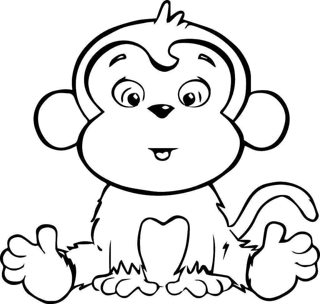Розмальовки  Мила мавпочка. Завантажити розмальовку тварини, мавпа, мавпа.  Роздрукувати ,Тварини,