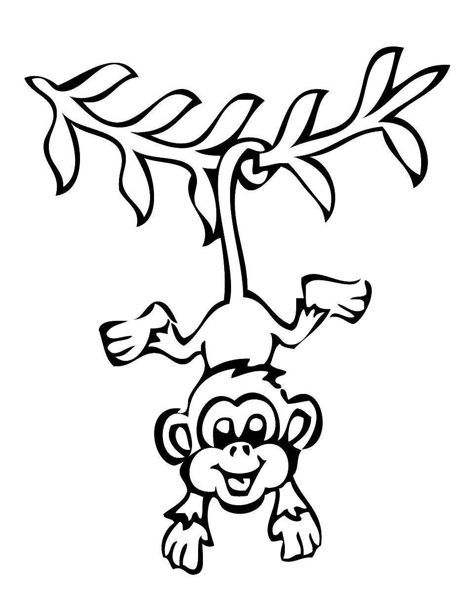 Опис: розмальовки  Звисаюча з ліани мавпочка. Категорія: мавпа. Теги:  тварини, мавпа, мавпа.