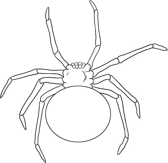 Название: Раскраска 8 лап паука. Категория: Насекомые. Теги: Насекомые, паук.
