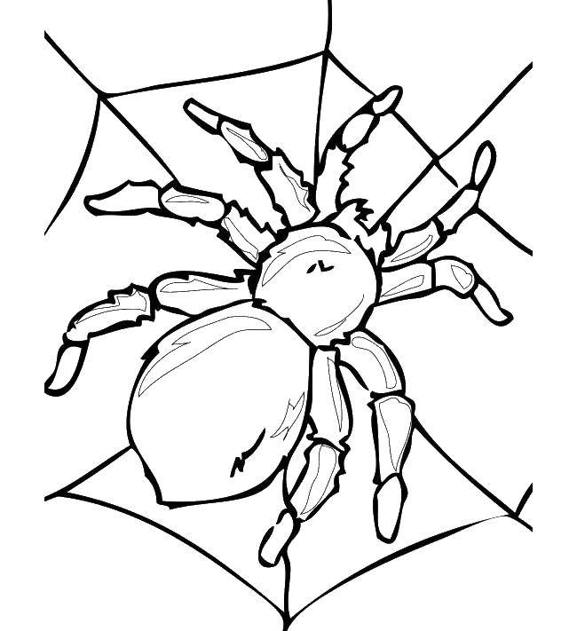 Название: Раскраска Большой паук. Категория: пауки. Теги: паук, пауки.
