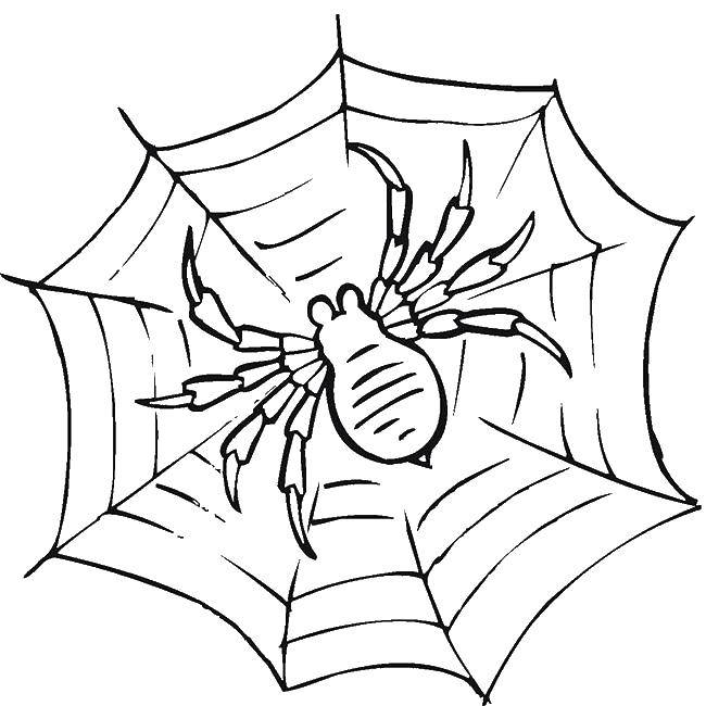 Название: Раскраска Болтшой паук на паутине. Категория: пауки. Теги: насекомые, пауки.