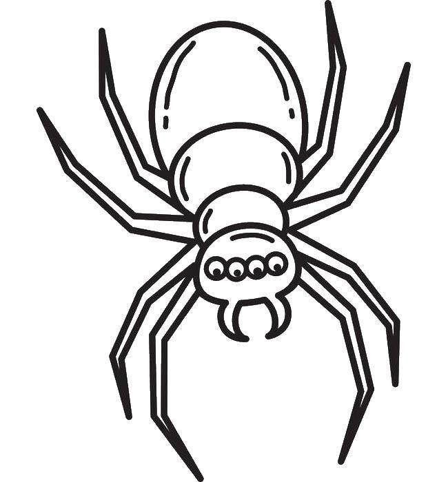 Название: Раскраска Четырехглазый паук. Категория: пауки. Теги: насекомые, пауки.
