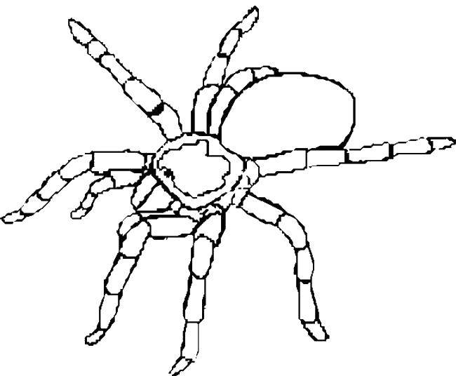 Название: Раскраска Десятилапых паук. Категория: пауки. Теги: насекомые, пауки.