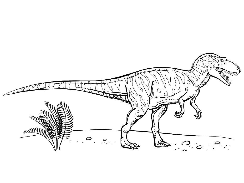 Название: Раскраска Динозавр с длинным хвостом. Категория: динозавр. Теги: динозавр, природа.