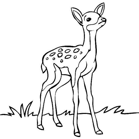 Coloring Long-legged deer. Category wild animals. Tags:  Animals, deer.