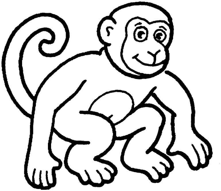 Название: Раскраска Длинный хвост обезьянки. Категория: Животные. Теги: Животные, обезьянка.