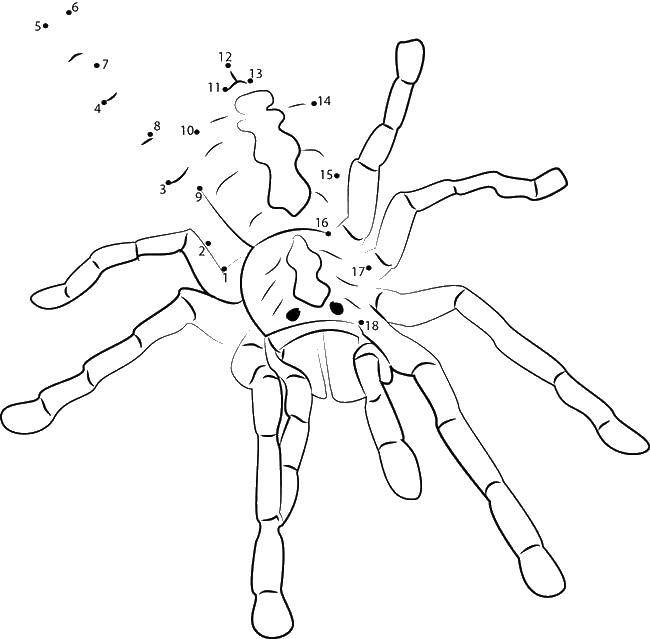 Название: Раскраска Дорисуй паука по точкам. Категория: пауки. Теги: насекомые, пауки.