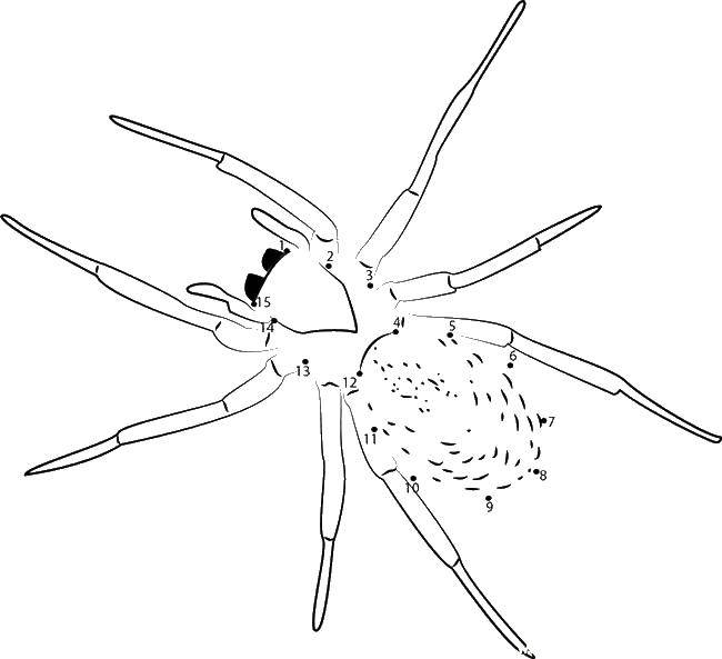 Название: Раскраска Дорисуй паука. Категория: пауки. Теги: насекомые, пауки.