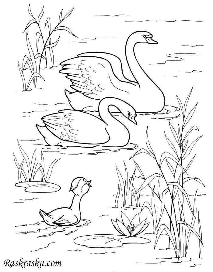 Coloring The ugly duckling and labeli. Category The characters from fairy tales. Tags:  the ugly duckling, swans.