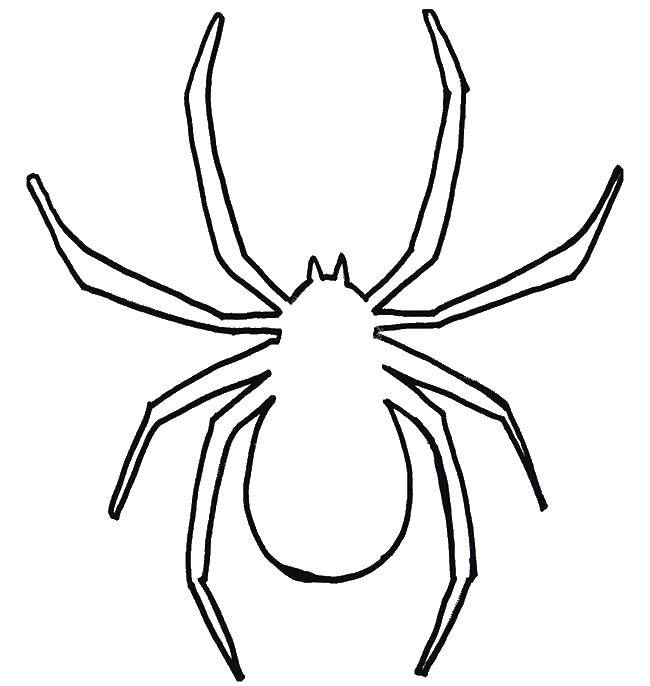 Название: Раскраска Контур тарантула. Категория: Контур паук. Теги: Насекомые, паук.