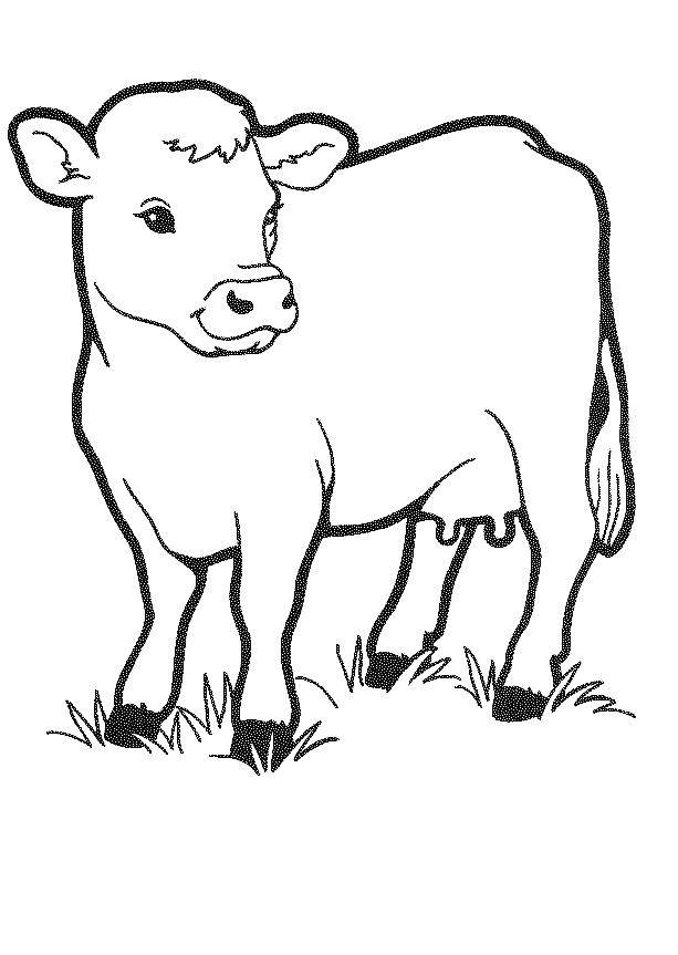 Название: Раскраска Маленький теленок. Категория: Животные. Теги: животные, теленко.