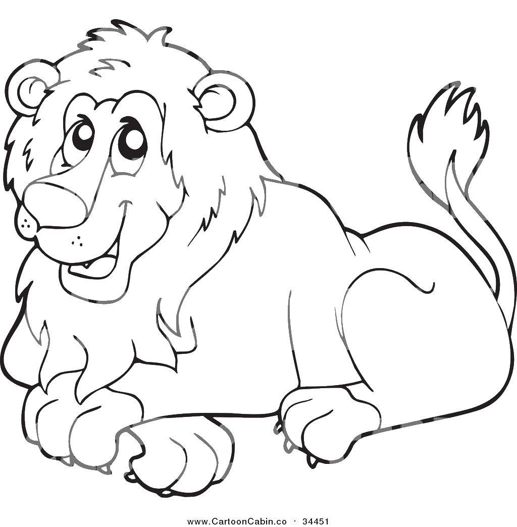 Coloring Cute lion. Category Animals. Tags:  animals, animals, lions.