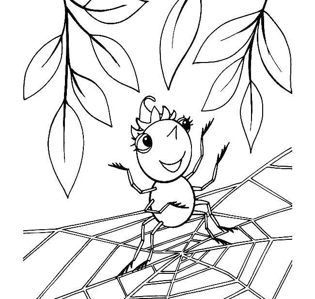 Название: Раскраска Милый паучок на паутинке. Категория: Контур паук. Теги: пауки, паук, насекомые.
