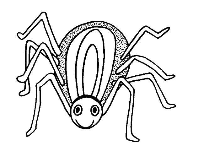 Coloring Cute spider.. Category spiders. Tags:  spiders spider.