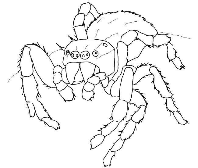 Название: Раскраска Мохнатый паук. Категория: пауки. Теги: насекомые, пауки, паук.