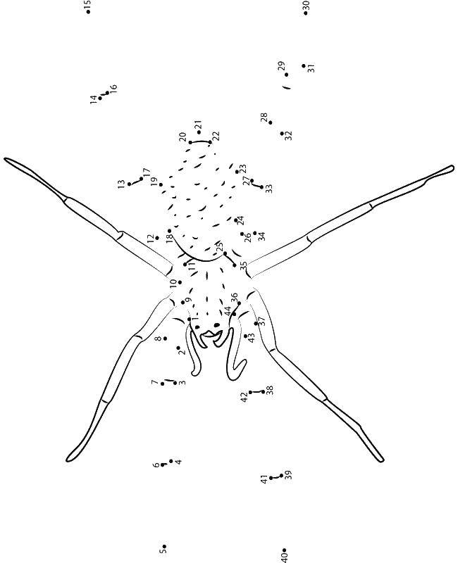 Название: Раскраска Нарисуй паука по цифрам. Категория: пауки. Теги: насекомые, пауки.