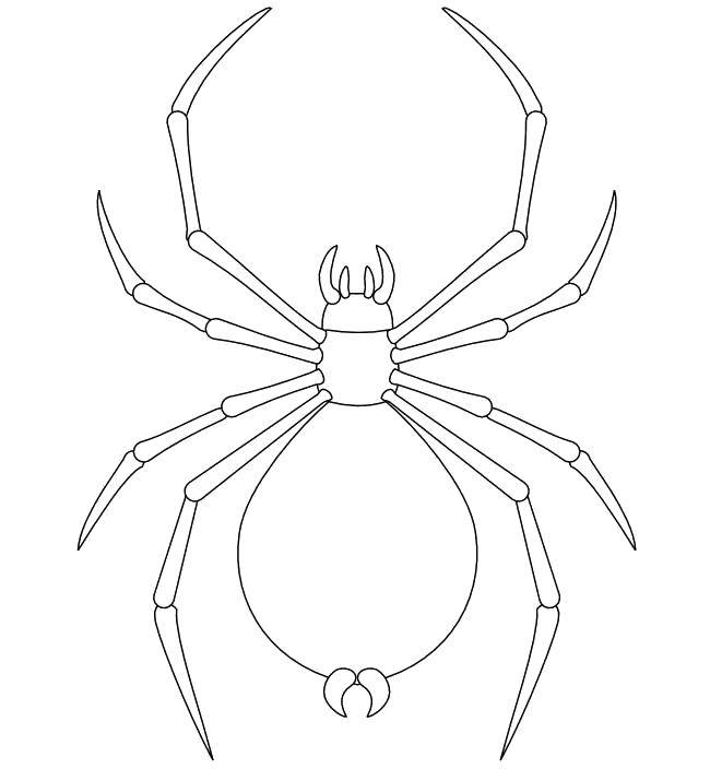 Название: Раскраска Огромный паук.. Категория: пауки. Теги: Насекомые, паук.