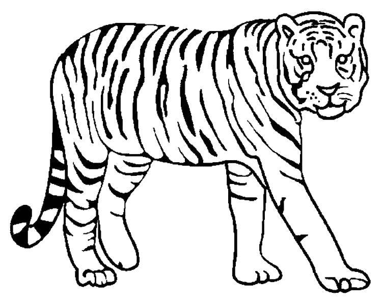 Название: Раскраска Осторожный тигр. Категория: Животные. Теги: Животные, тигр.
