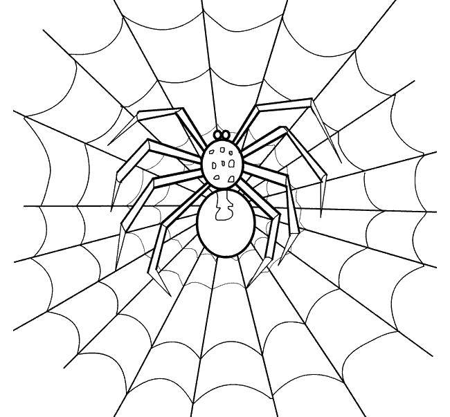 Название: Раскраска Паук на своей паутине. Категория: пауки. Теги: Насекомые, паук.