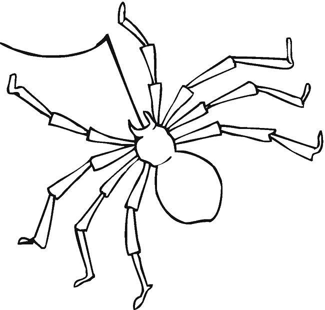 Название: Раскраска Паук плетет паутину. Категория: пауки. Теги: насекомые, пауки.