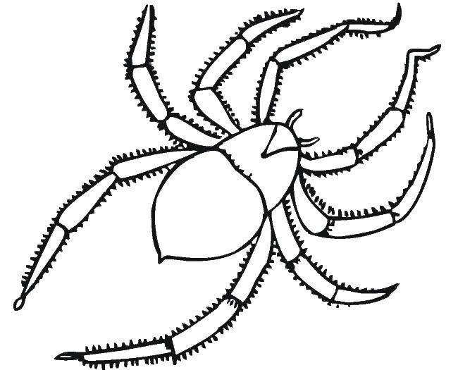 Coloring A spider with long paws. Category spiders. Tags:  insects, spider, spiders.