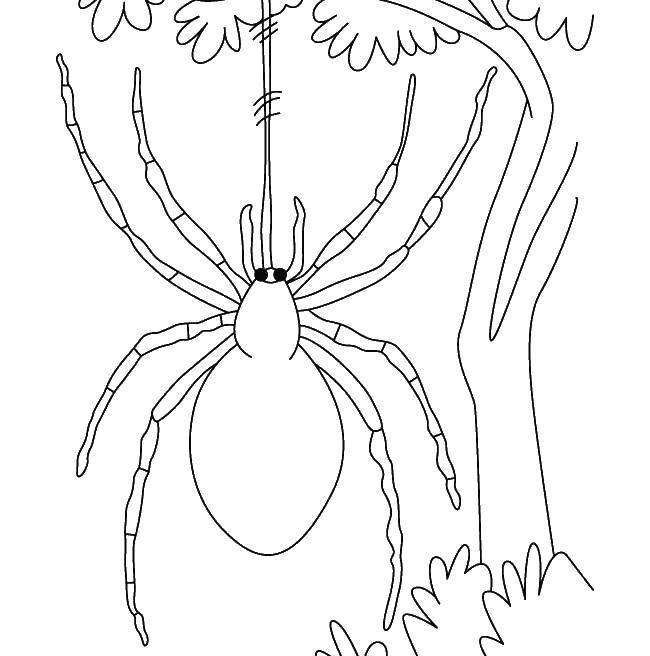 Название: Раскраска Паук висит на паутине. Категория: пауки. Теги: Насекомые, паук.