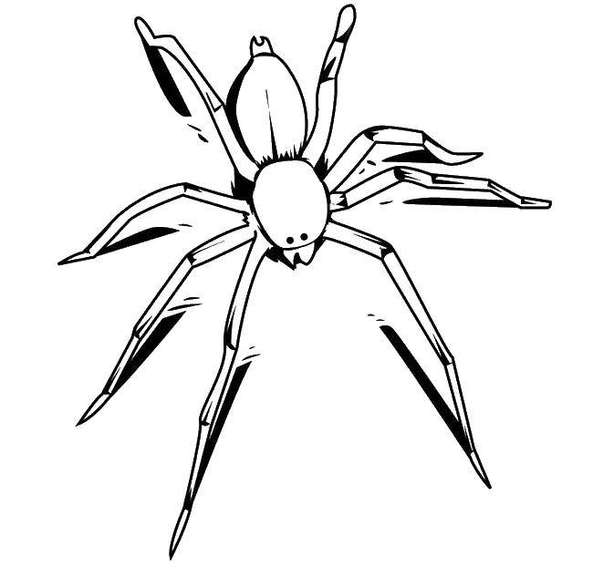 Название: Раскраска Паук. Категория: Контур паук. Теги: пауки.