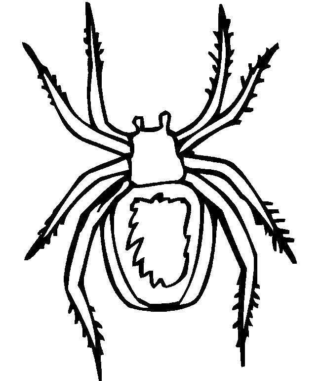 Coloring Spider.. Category The contour of the spider. Tags:  insects; spiders.
