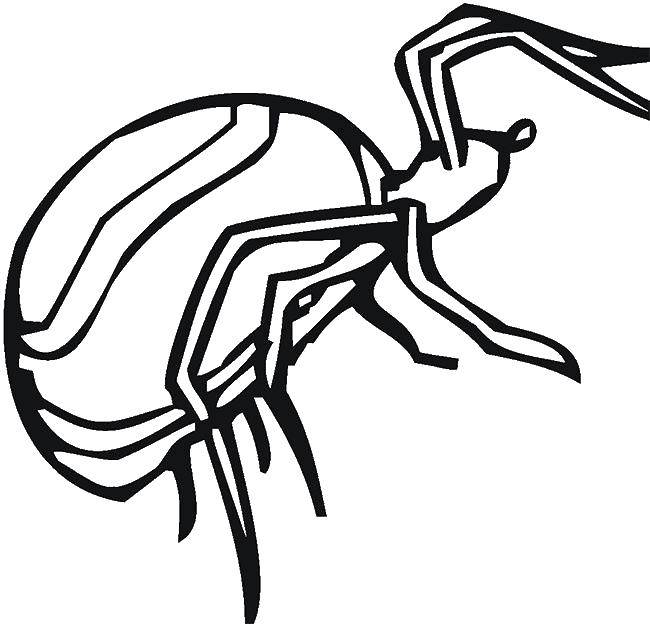 Coloring Spider. Category Insects. Tags:  insects, spider, spiders..